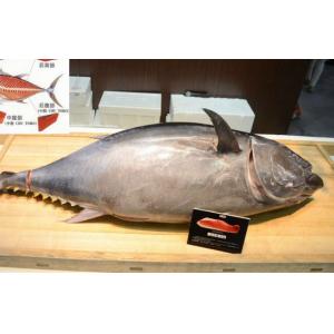 [预定定金]冰鲜蓝鳍金枪鱼整鱼 400元/斤