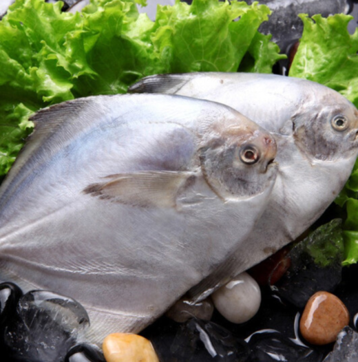 东海海捕白鲳鱼200-300g/条